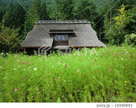 萱葺屋根とコスモス 19390691