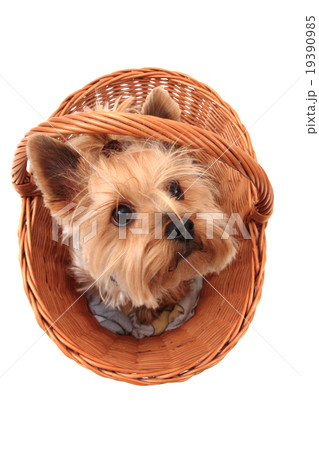 yorkie terrier isolated yorkie terrier isolated 19390985