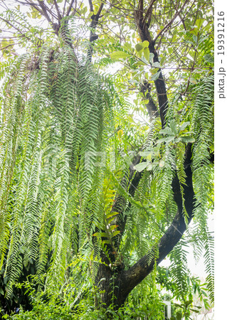 Big tree decorated with green plant Big tree decorated with green plant 19391216