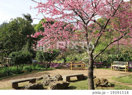 Sour cherry(Thai Sakura ) tree is blooming Sour cherry(Thai Sakura ) tree is blooming 19391518