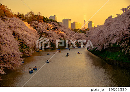 千鳥ヶ淵の桜 19391539