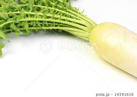 野菜　大根　葉つきの大根 19391616