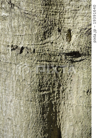 マテバシイ(馬刀葉椎) マテバシイ(馬刀葉椎) 19391640