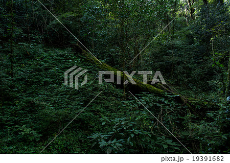 森の中の倒木 森の中の倒木 19391682