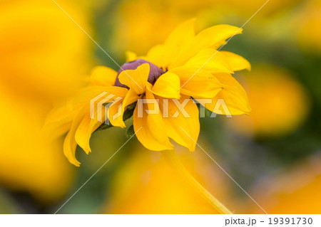 ルドベキア 19391730