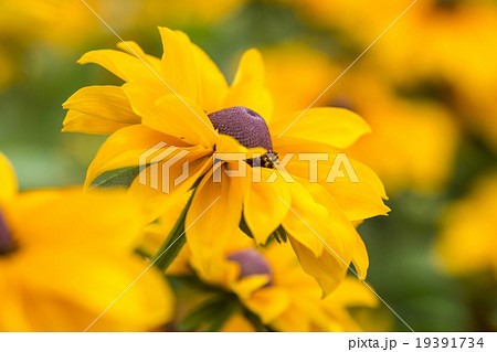 ルドベキア 19391734