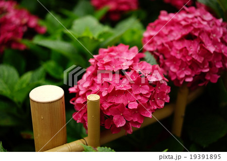 三室戸寺 赤い紫陽花の写真素材