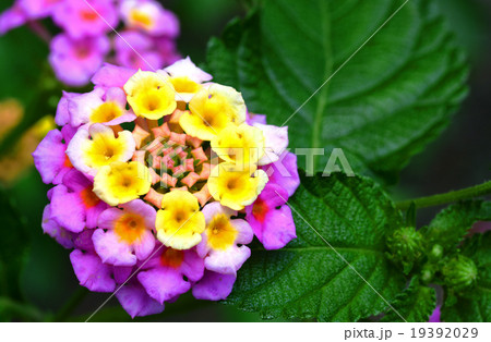 カラフルなランタナ カラフルなランタナ 19392029