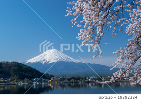 【河口湖】富士と桜 【河口湖】富士と桜 19392334