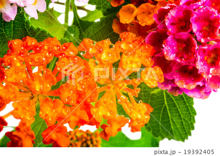 beautiful background of colorful Lantana  flower 19392405
