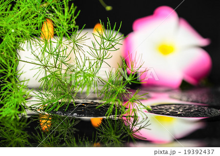 spa background of green branch Asparagus spa background of green branch Asparagus 19392437
