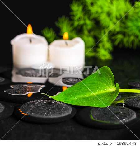 spa concept of green leaf Calla lily, foliage 19392448