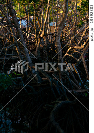 Dried Roots and vines of a tree in the mud 19392883
