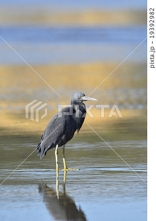 クロサギ クロサギ 19392982