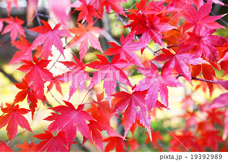 竜安寺のもみじ 19392989