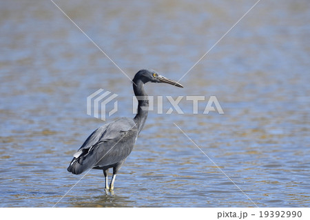 クロサギ 19392990