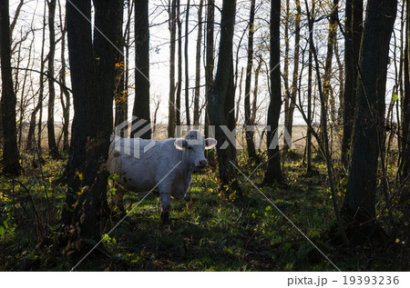 White cow among trees White cow among trees 19393236