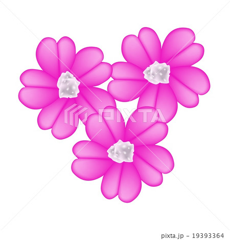 Pink Yarrow Flowers Achillea Millefolium Flowers Pink Yarrow Flowers Achillea Millefolium Flowers 19393364