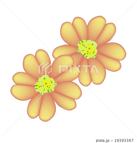 Orange Yarrow or Achillea Millefolium Flowers Orange Yarrow or Achillea Millefolium Flowers 19393367