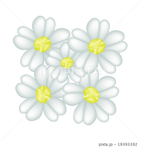 Fresh White Yarrow Blossoms on White Background Fresh White Yarrow Blossoms on White Background 19393392