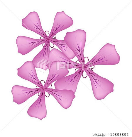 Pink Rose Geranium Flowers 19393395