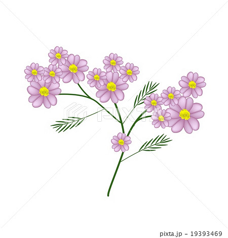 Blossoming of Pink Yarrow Flowers Blossoming of Pink Yarrow Flowers 19393469