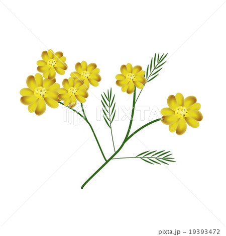 Achillea Millefolium Flowers Achillea Millefolium Flowers 19393472