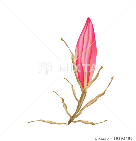 Red Equiphyllum Flowers on A White Background 19393499