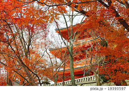清水寺のもみじ 清水寺のもみじ 19393597