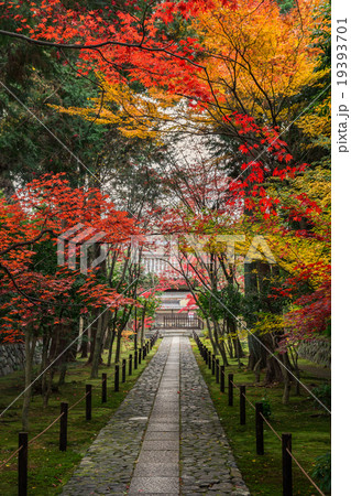 秋の鹿王院 秋の鹿王院 19393701