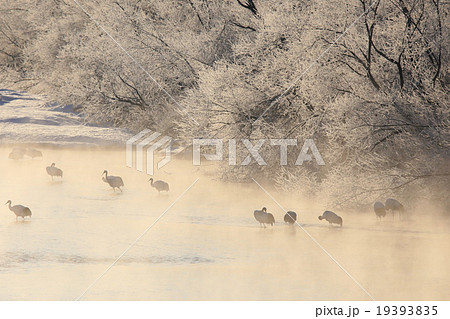 鶴居村のタンチョウ 19393835