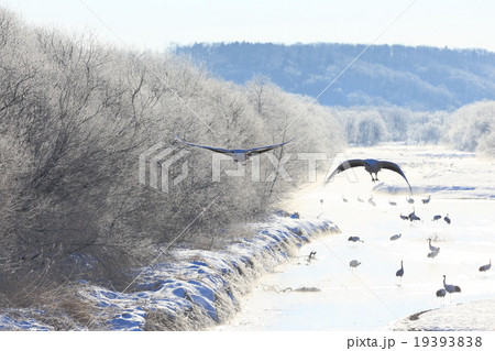 鶴居村のタンチョウ 19393838