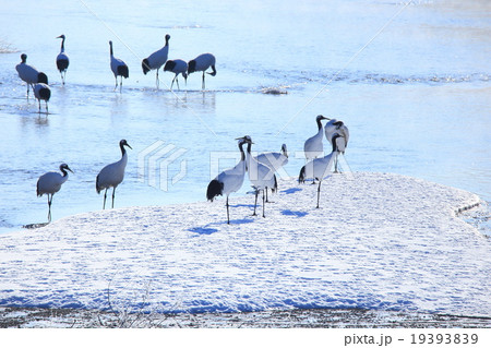 鶴居村のタンチョウ 19393839