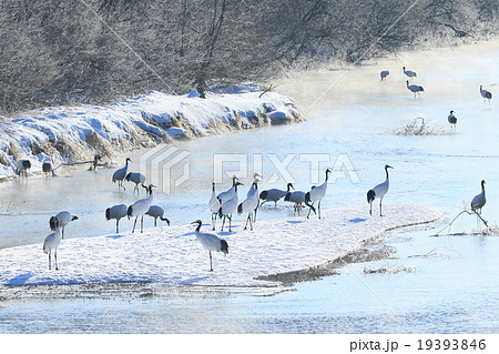 鶴居村のタンチョウ 19393846