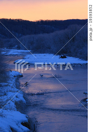 鶴居村のタンチョウ 19393852