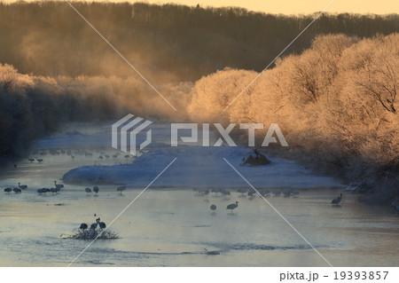 鶴居村のタンチョウ 19393857