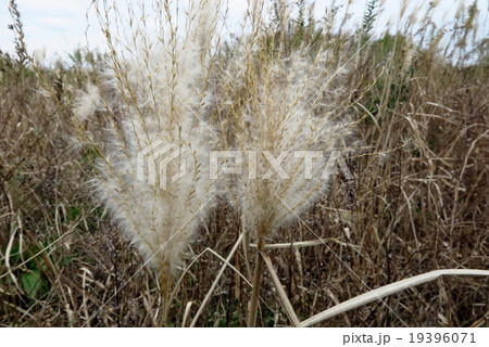 葦 よし あし の穂の種 淀川河川敷 大阪府枚方市１の写真素材