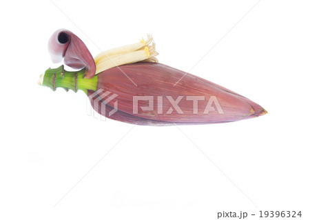 banana blossom isolated on white banana blossom isolated on white 19396324
