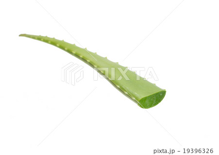aloe vera fresh leaf. isolated over white aloe vera fresh leaf. isolated over white 19396326