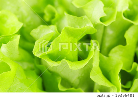 レタス レタス 19396481