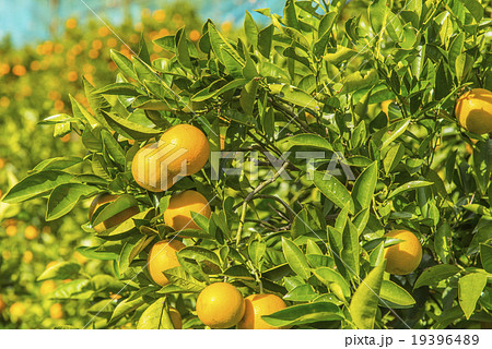 バレンシアオレンジ畑の写真素材