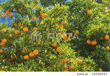 バレンシアオレンジ畑の写真素材