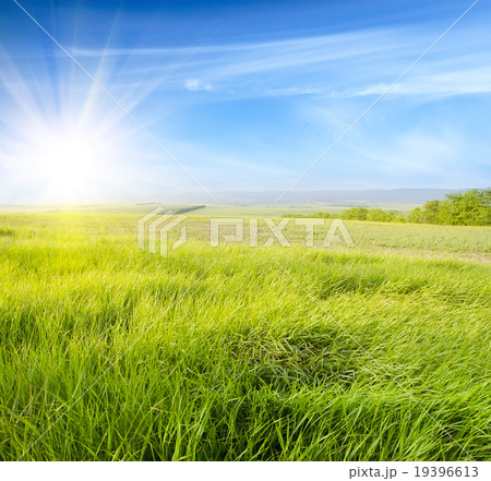 field field 19396613