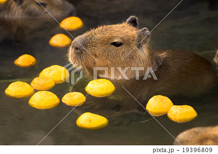 柚子湯に浸かるカピバラ 19396809