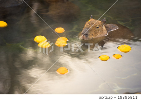 柚子湯に浸かるカピバラ 19396811
