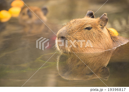 柚子湯に浸かるカピバラ 柚子湯に浸かるカピバラ 19396817