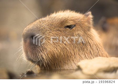 柚子湯に浸かるカピバラ 柚子湯に浸かるカピバラ 19396824