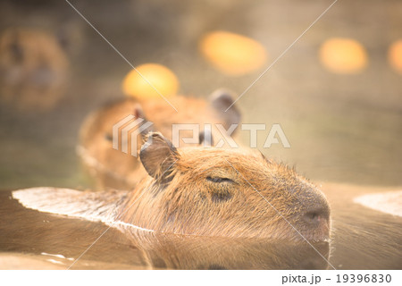 柚子湯に浸かるカピバラ 19396830