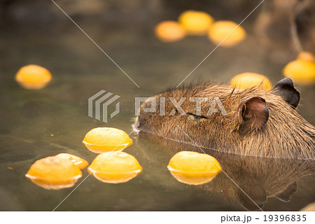 柚子湯に浸かるカピバラ 柚子湯に浸かるカピバラ 19396835