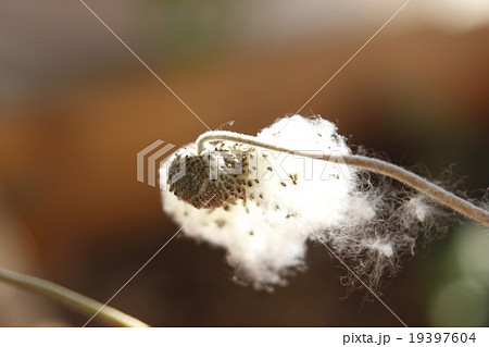 シュウメイギクの綿毛 19397604